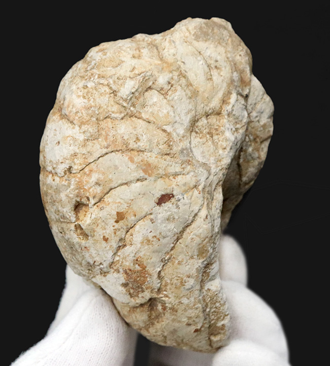 化石の名産地、イングランド・サマセット産の、ナチュラル感あふれる、ジュラ紀のオウムガイ（Cenoceras）のホール標本（その1）
