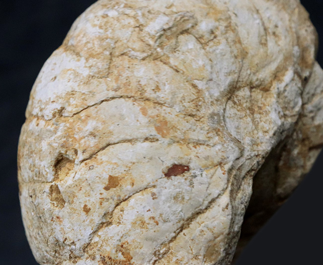 化石の名産地、イングランド・サマセット産の、ナチュラル感あふれる、ジュラ紀のオウムガイ（Cenoceras）のホール標本（その2）
