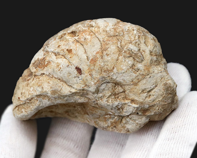 化石の名産地、イングランド・サマセット産の、ナチュラル感あふれる、ジュラ紀のオウムガイ（Cenoceras）のホール標本（その3）