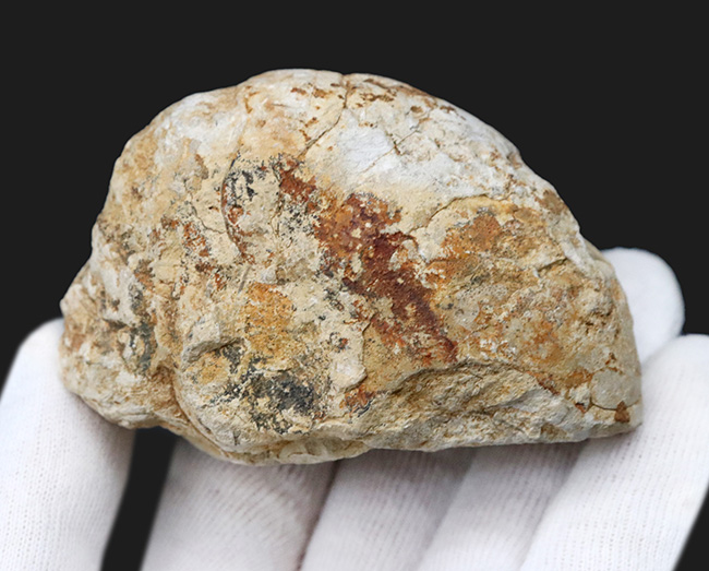 化石の名産地、イングランド・サマセット産の、ナチュラル感あふれる、ジュラ紀のオウムガイ（Cenoceras）のホール標本（その4）