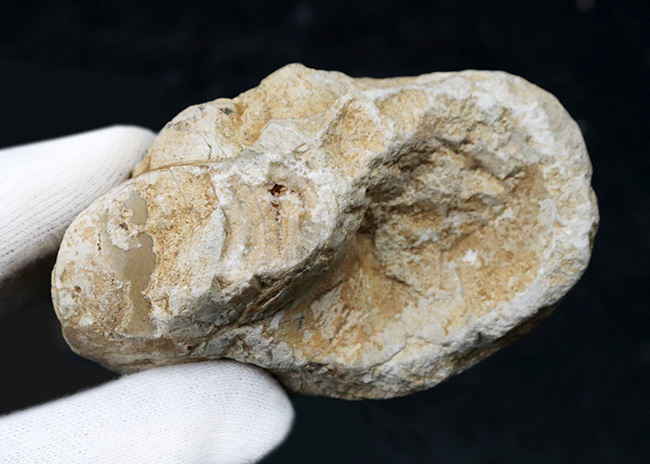 化石の名産地、イングランド・サマセット産の、ナチュラル感あふれる、ジュラ紀のオウムガイ（Cenoceras）のホール標本（その5）