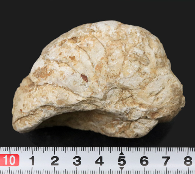 化石の名産地、イングランド・サマセット産の、ナチュラル感あふれる、ジュラ紀のオウムガイ（Cenoceras）のホール標本（その6）