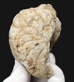 化石の名産地、イングランド・サマセット産の、ナチュラル感あふれる、ジュラ紀のオウムガイ（Cenoceras）のホール標本