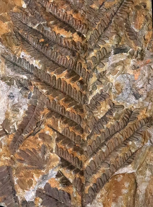 特徴的な櫛状の葉がよく保存!オーストリアの石炭紀の地層から発見された、古代のシダ種子植物、ペコプリテス・ポリモフルファ(Pecopteris polymorpha)の群集化石(その1)