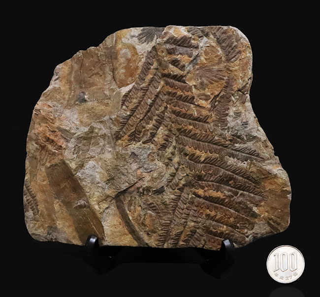 特徴的な櫛状の葉がよく保存!オーストリアの石炭紀の地層から発見された、古代のシダ種子植物、ペコプリテス・ポリモフルファ(Pecopteris polymorpha)の群集化石(その10)
