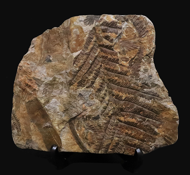特徴的な櫛状の葉がよく保存!オーストリアの石炭紀の地層から発見された、古代のシダ種子植物、ペコプリテス・ポリモフルファ(Pecopteris polymorpha)の群集化石(その2)