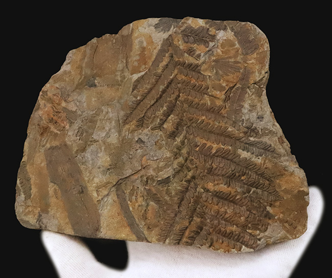 特徴的な櫛状の葉がよく保存!オーストリアの石炭紀の地層から発見された、古代のシダ種子植物、ペコプリテス・ポリモフルファ(Pecopteris polymorpha)の群集化石(その3)