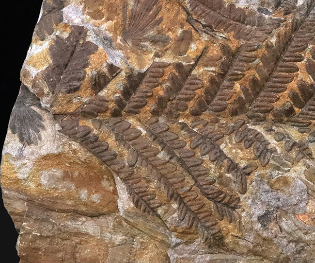 特徴的な櫛状の葉がよく保存!オーストリアの石炭紀の地層から発見された、古代のシダ種子植物、ペコプリテス・ポリモフルファ(Pecopteris polymorpha)の群集化石(その4)