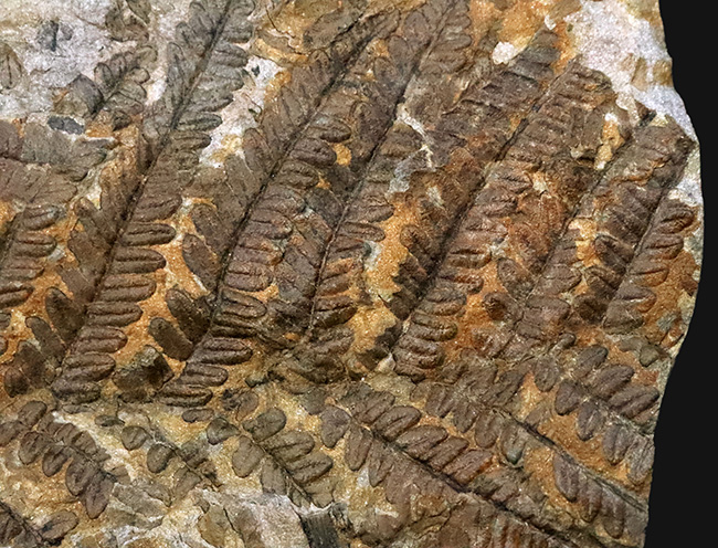 特徴的な櫛状の葉がよく保存!オーストリアの石炭紀の地層から発見された、古代のシダ種子植物、ペコプリテス・ポリモフルファ(Pecopteris polymorpha)の群集化石(その5)