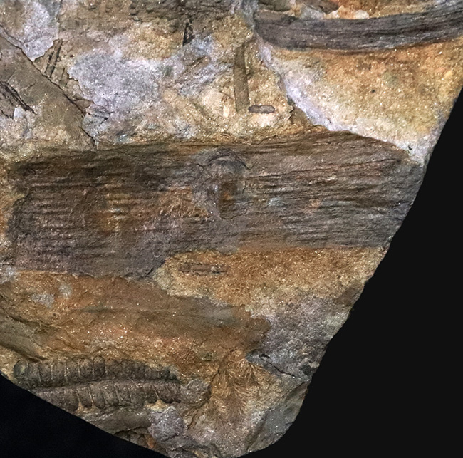 特徴的な櫛状の葉がよく保存!オーストリアの石炭紀の地層から発見された、古代のシダ種子植物、ペコプリテス・ポリモフルファ(Pecopteris polymorpha)の群集化石(その6)