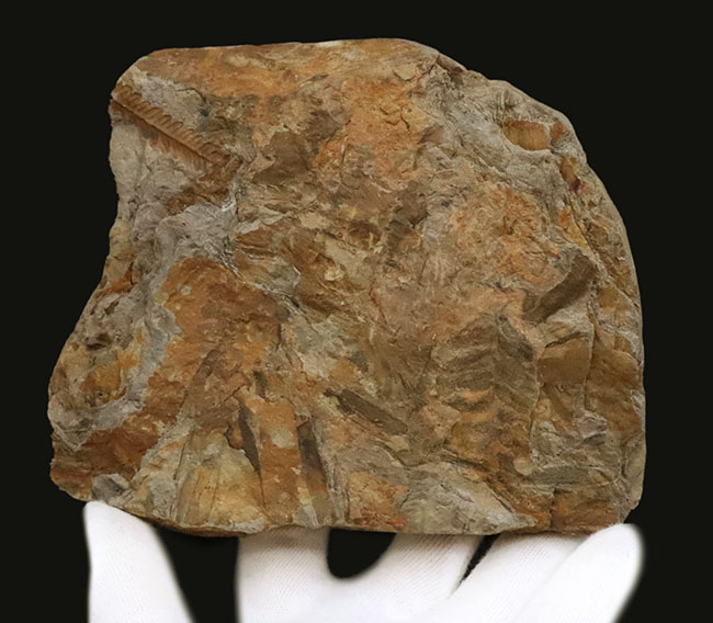 特徴的な櫛状の葉がよく保存!オーストリアの石炭紀の地層から発見された、古代のシダ種子植物、ペコプリテス・ポリモフルファ(Pecopteris polymorpha)の群集化石(その7)