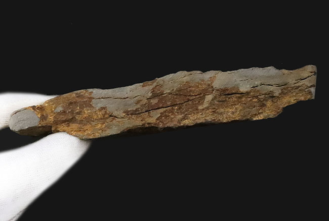 特徴的な櫛状の葉がよく保存!オーストリアの石炭紀の地層から発見された、古代のシダ種子植物、ペコプリテス・ポリモフルファ(Pecopteris polymorpha)の群集化石(その8)