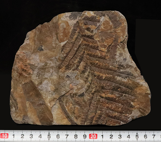 特徴的な櫛状の葉がよく保存!オーストリアの石炭紀の地層から発見された、古代のシダ種子植物、ペコプリテス・ポリモフルファ(Pecopteris polymorpha)の群集化石(その9)