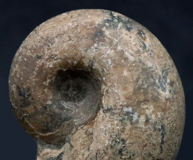 大きく膨らんだ開口部、北海道の白亜紀の地層より採集されたアンモナイト（Ammonite）（その1）