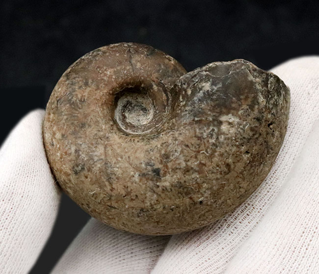 大きく膨らんだ開口部、北海道の白亜紀の地層より採集されたアンモナイト（Ammonite）（その2）