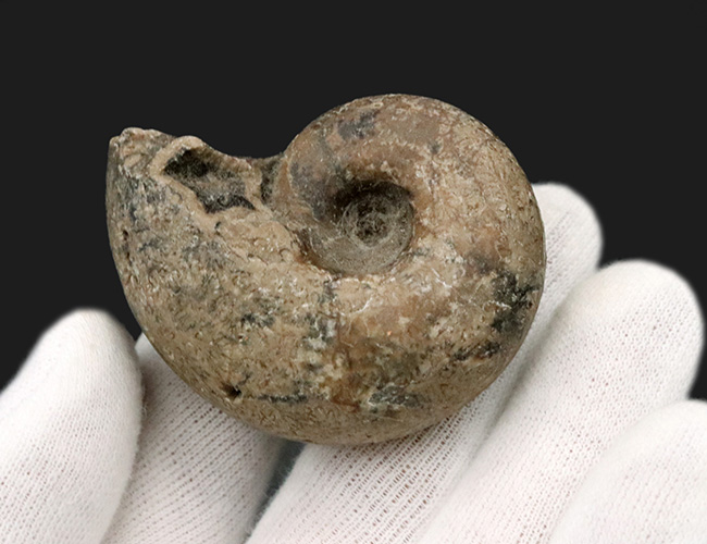大きく膨らんだ開口部、北海道の白亜紀の地層より採集されたアンモナイト（Ammonite）（その3）