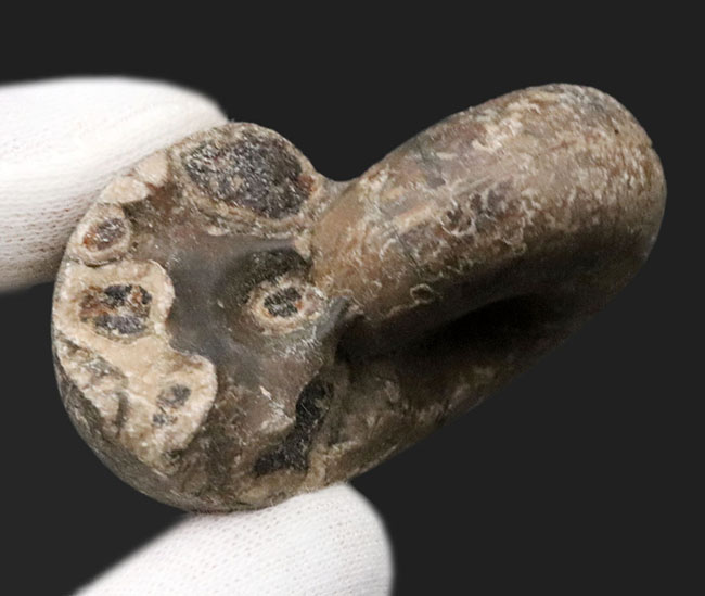 大きく膨らんだ開口部、北海道の白亜紀の地層より採集されたアンモナイト（Ammonite）（その4）
