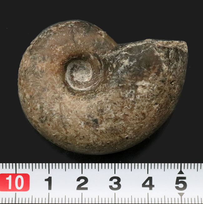 大きく膨らんだ開口部、北海道の白亜紀の地層より採集されたアンモナイト（Ammonite）（その5）