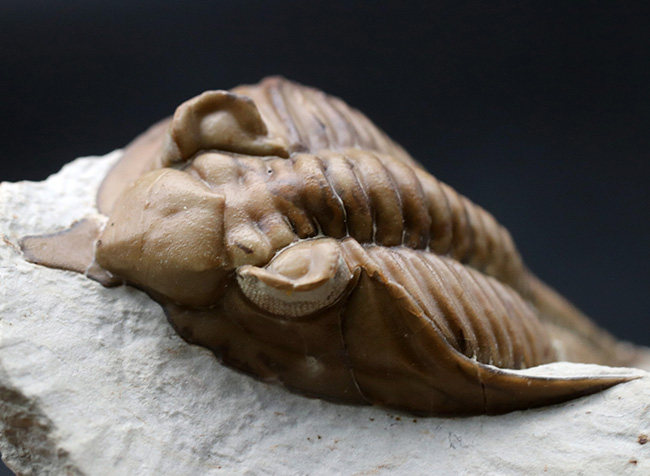 大きい！三葉虫コレクターの憧れの標本、ブラックキャットマウンテン産の激レア三葉虫、フントニア・オクラホマエ（Huntonia oklahomae）（その10）