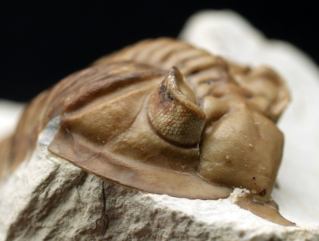 大きい！三葉虫コレクターの憧れの標本、ブラックキャットマウンテン産の激レア三葉虫、フントニア・オクラホマエ（Huntonia oklahomae）（その11）