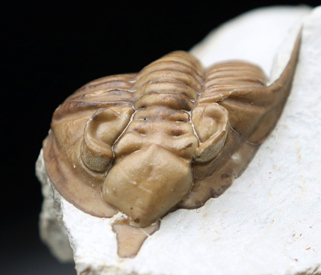 大きい！三葉虫コレクターの憧れの標本、ブラックキャットマウンテン産の激レア三葉虫、フントニア・オクラホマエ（Huntonia oklahomae）（その14）