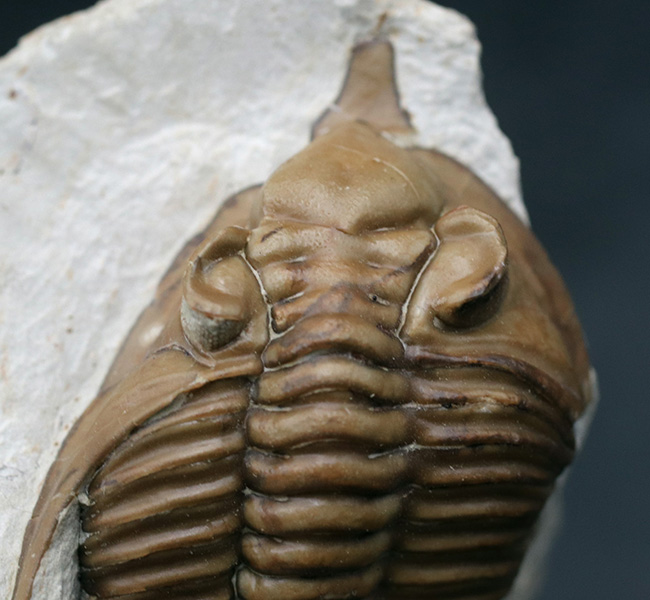 大きい！三葉虫コレクターの憧れの標本、ブラックキャットマウンテン産の激レア三葉虫、フントニア・オクラホマエ（Huntonia oklahomae）（その3）