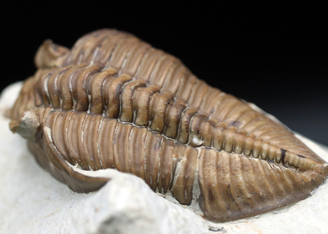 大きい！三葉虫コレクターの憧れの標本、ブラックキャットマウンテン産の激レア三葉虫、フントニア・オクラホマエ（Huntonia oklahomae）（その9）