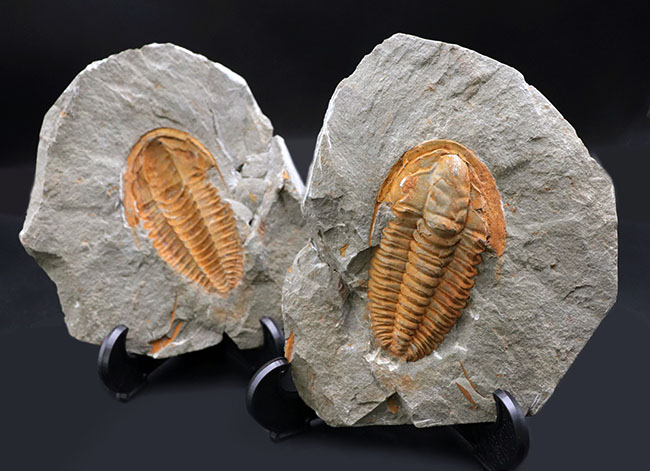 三葉虫の起源的存在！素晴らしい保存状態！ネガポジ揃った、上質のカンブリア紀三葉虫、パラドキシデス（Paradoxides）の化石（その1）