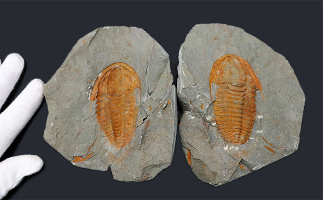 三葉虫の起源的存在！素晴らしい保存状態！ネガポジ揃った、上質のカンブリア紀三葉虫、パラドキシデス（Paradoxides）の化石（その10）
