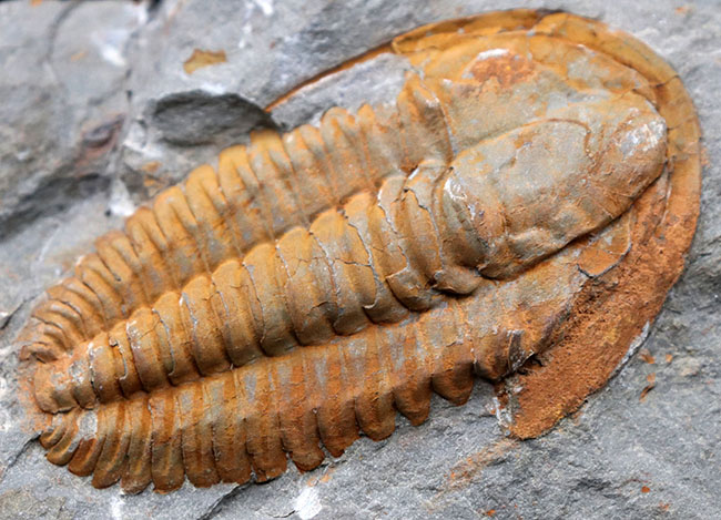三葉虫の起源的存在！素晴らしい保存状態！ネガポジ揃った、上質のカンブリア紀三葉虫、パラドキシデス（Paradoxides）の化石（その12）