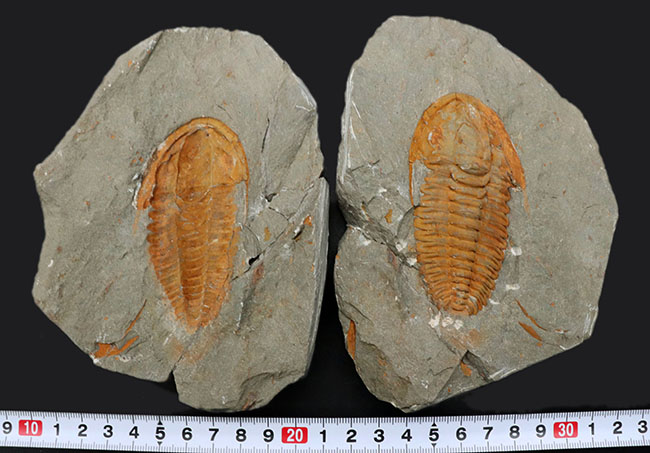 三葉虫の起源的存在！素晴らしい保存状態！ネガポジ揃った、上質のカンブリア紀三葉虫、パラドキシデス（Paradoxides）の化石（その13）