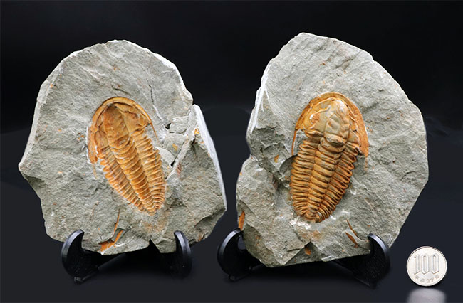 三葉虫の起源的存在！素晴らしい保存状態！ネガポジ揃った、上質のカンブリア紀三葉虫、パラドキシデス（Paradoxides）の化石（その14）