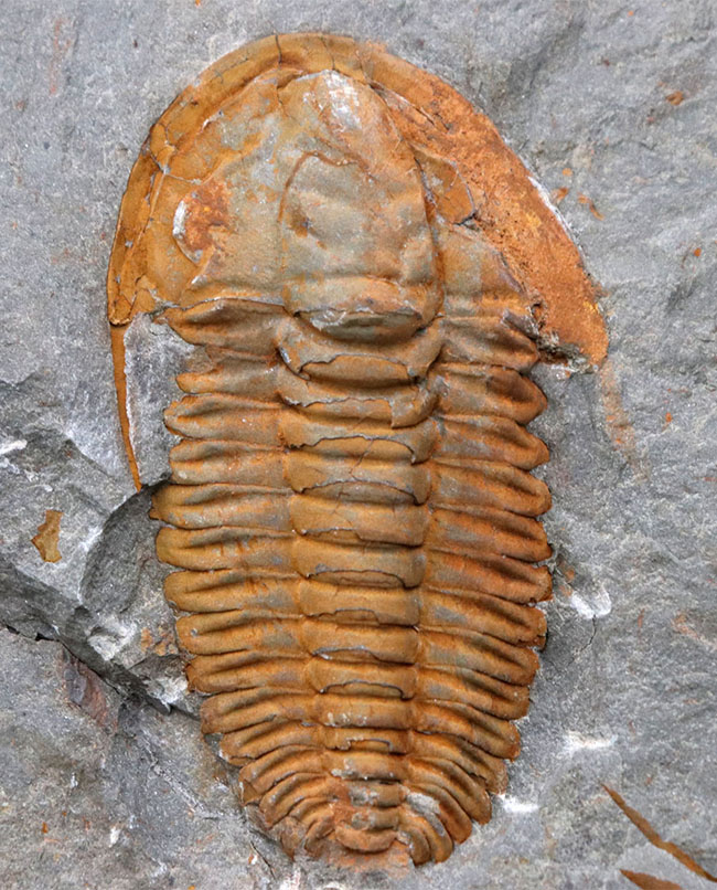 三葉虫の起源的存在！素晴らしい保存状態！ネガポジ揃った、上質のカンブリア紀三葉虫、パラドキシデス（Paradoxides）の化石（その2）