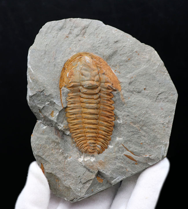 三葉虫の起源的存在！素晴らしい保存状態！ネガポジ揃った、上質のカンブリア紀三葉虫、パラドキシデス（Paradoxides）の化石（その3）