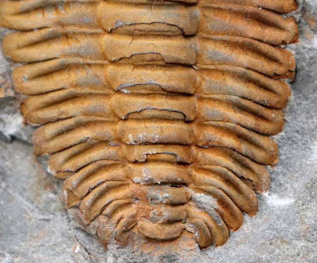 三葉虫の起源的存在！素晴らしい保存状態！ネガポジ揃った、上質のカンブリア紀三葉虫、パラドキシデス（Paradoxides）の化石（その6）