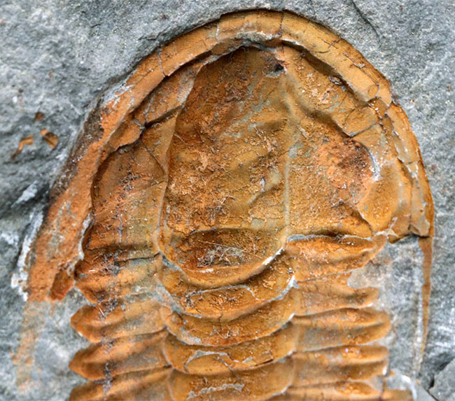 三葉虫の起源的存在！素晴らしい保存状態！ネガポジ揃った、上質のカンブリア紀三葉虫、パラドキシデス（Paradoxides）の化石（その8）
