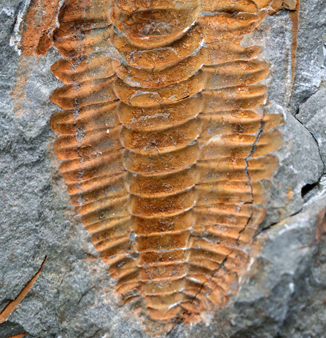 三葉虫の起源的存在！素晴らしい保存状態！ネガポジ揃った、上質のカンブリア紀三葉虫、パラドキシデス（Paradoxides）の化石（その9）