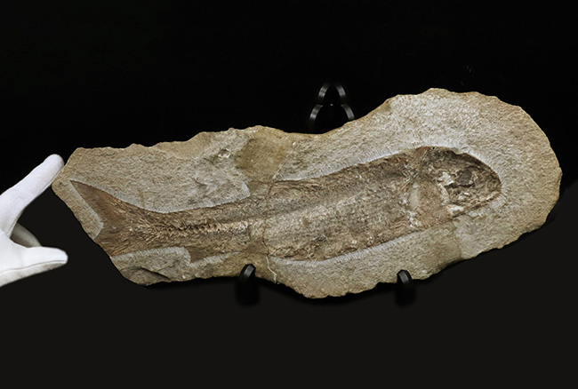 約１億年前のブラジルの地層から釣り上げられた、本体３０センチを超える立派な魚体！硬骨魚類の化石（その1）