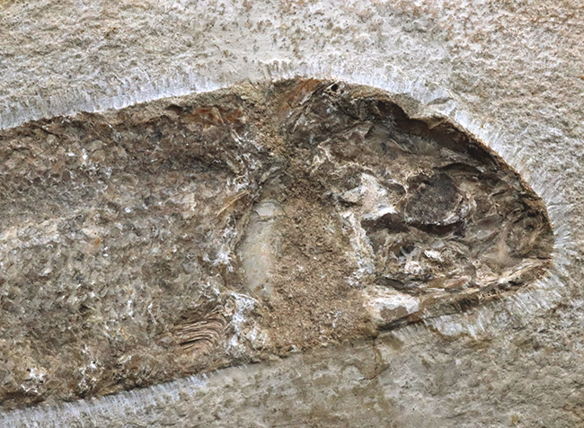 約１億年前のブラジルの地層から釣り上げられた、本体３０センチを超える立派な魚体！硬骨魚類の化石（その2）
