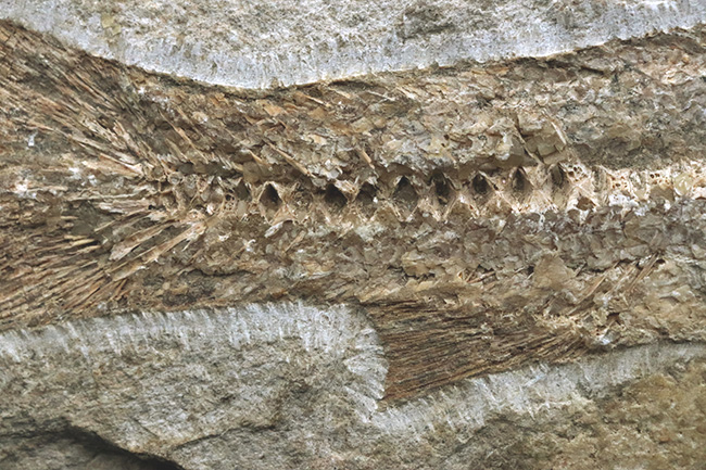 約１億年前のブラジルの地層から釣り上げられた、本体３０センチを超える立派な魚体！硬骨魚類の化石（その3）