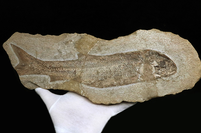 約１億年前のブラジルの地層から釣り上げられた、本体３０センチを超える立派な魚体！硬骨魚類の化石（その5）