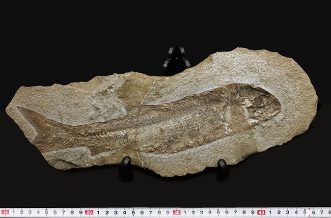 約１億年前のブラジルの地層から釣り上げられた、本体３０センチを超える立派な魚体！硬骨魚類の化石（その8）