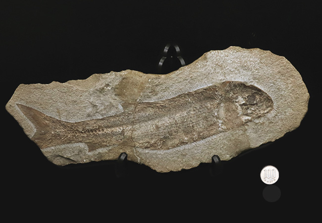 約１億年前のブラジルの地層から釣り上げられた、本体３０センチを超える立派な魚体！硬骨魚類の化石（その9）