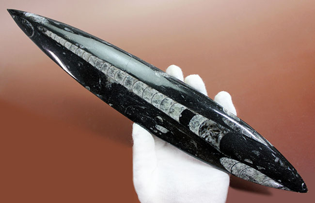 超巨大!35センチに達する大きなオルソセラスのポリッシュ化石(Orthoceras)。古生代を代表する頭足類。(その1)