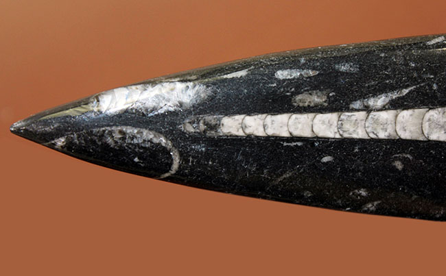 超巨大!35センチに達する大きなオルソセラスのポリッシュ化石(Orthoceras)。古生代を代表する頭足類。(その2)