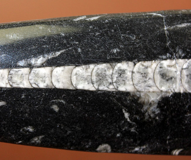超巨大！３５センチに達する大きなオルソセラスのポリッシュ化石（Orthoceras）。古生代を代表する頭足類。（その3）