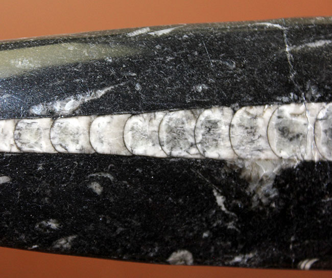 超巨大!35センチに達する大きなオルソセラスのポリッシュ化石(Orthoceras)。古生代を代表する頭足類。(その3)
