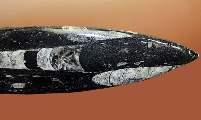 超巨大!35センチに達する大きなオルソセラスのポリッシュ化石(Orthoceras)。古生代を代表する頭足類。(その4)