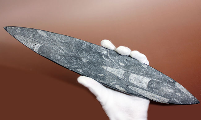 超巨大!35センチに達する大きなオルソセラスのポリッシュ化石(Orthoceras)。古生代を代表する頭足類。(その5)
