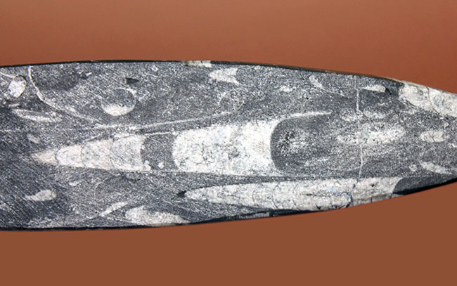 超巨大!35センチに達する大きなオルソセラスのポリッシュ化石(Orthoceras)。古生代を代表する頭足類。(その6)